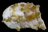 Yellow Calcite On Scolecite (Zeolite) Sprays - Maharashtra, India #168714-1